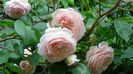 DSC07769