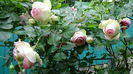 DSC07834