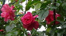 DSC07844