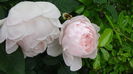 DSC07881