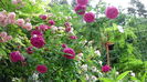 DSC07906