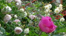 DSC07911