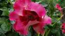 DSC07918
