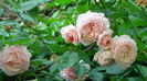 DSC07968