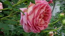 DSC07985