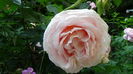 DSC07990