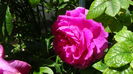 DSC07401
