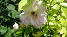 DSC07460