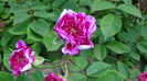 DSC07566
