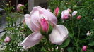 DSC07648