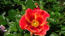 DSC07710