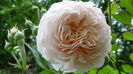 DSC07780