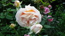 DSC07790