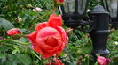 DSC07801