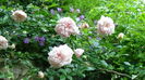 DSC07859