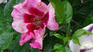 DSC07944