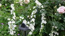 DSC07949