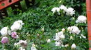 DSC07954
