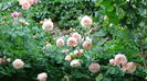 DSC07964