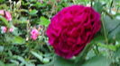 DSC07976