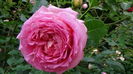DSC07981
