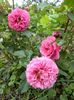 Agnes Schilliger