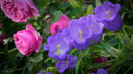Campanula