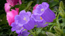 Campanula
