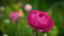 Ranunculus