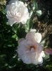 the generous gardner