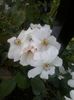 20160531_203004