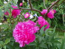 Edulis Superba
