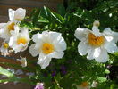 Krinkled White