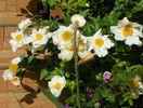 Krinkled White