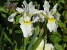 sibirica Butter and Sugar