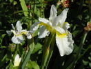 sibirica Butter and Sugar