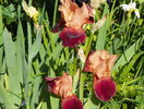 Cimarron Strip