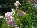 Heather Blush