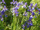 sibirica Blue King