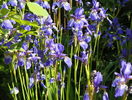 sibirica Blue King