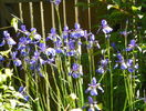sibirica Blue King