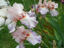 Heather Blush