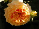 Crown Princess Margareta