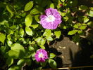 Purple Skyliner