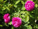 Reine de Violettes