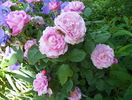 Mary Rose