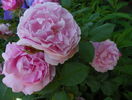 Mary Rose