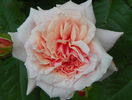 Rose de Tolbiac