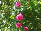 Futtacker Schlingrose