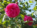Futtacker Schlingrose